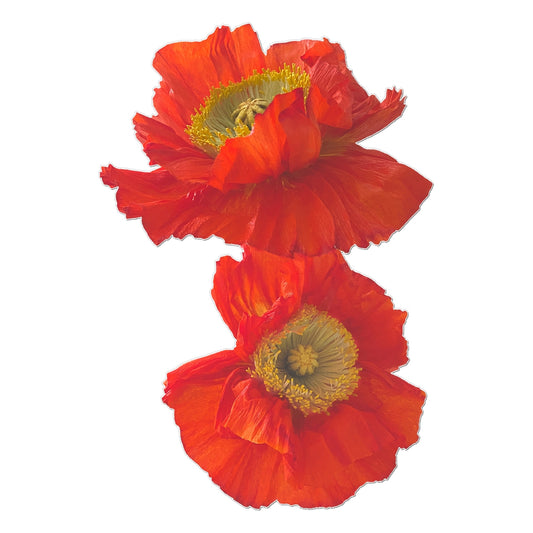 Icelandic Poppies Temporary Tattoo