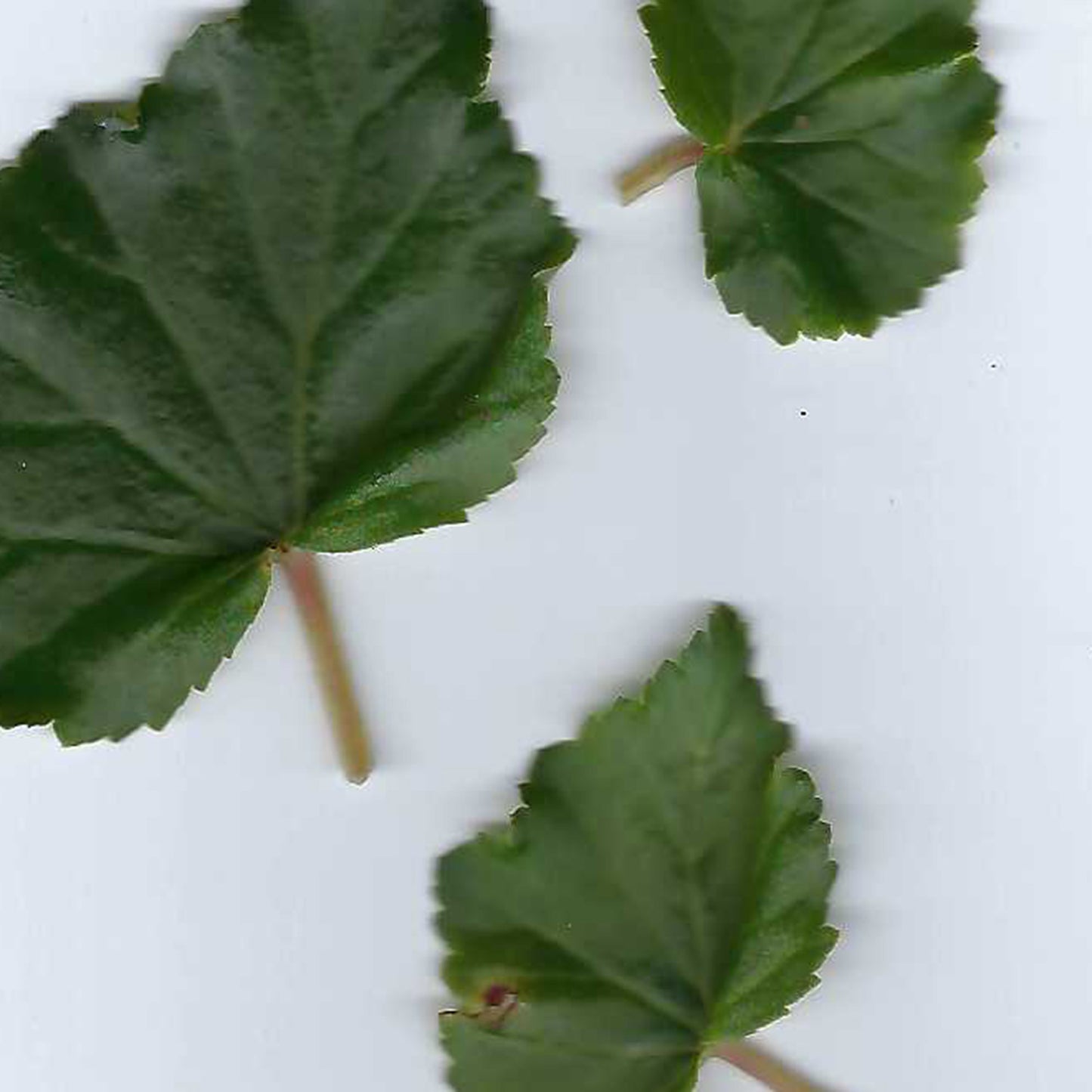 Begonia Foliage Scan