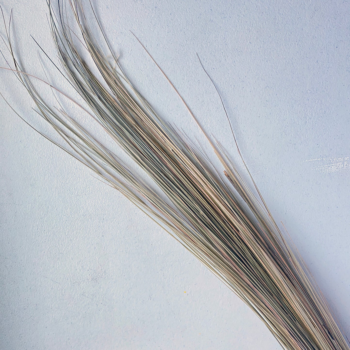 Bright Grass