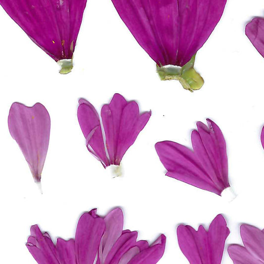 Cosmos Flower & Foliage Scan