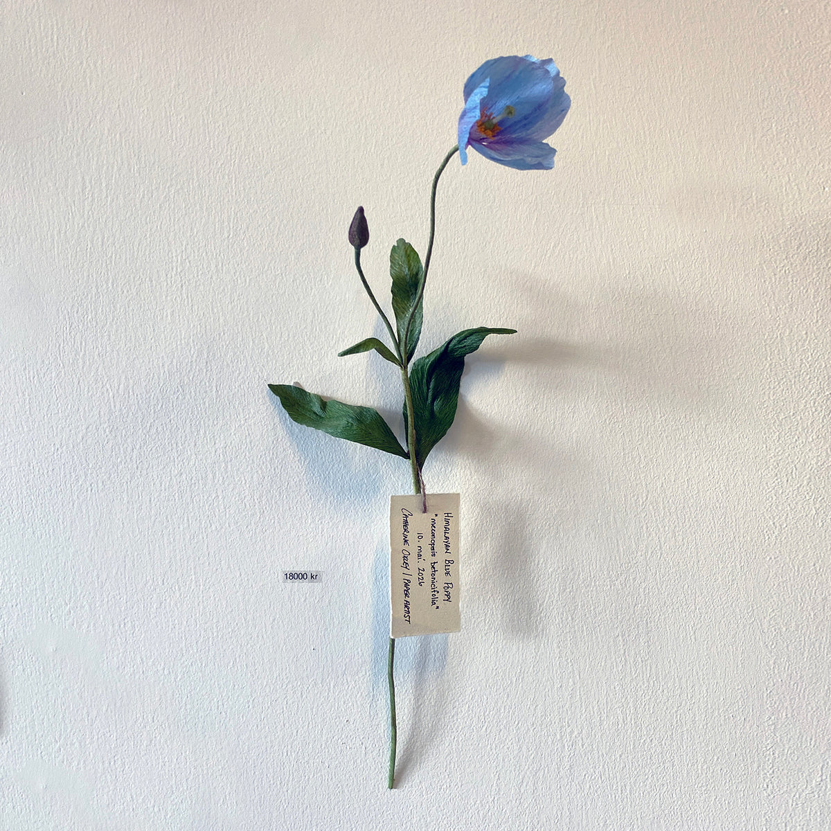 Himalayan Blue Poppy