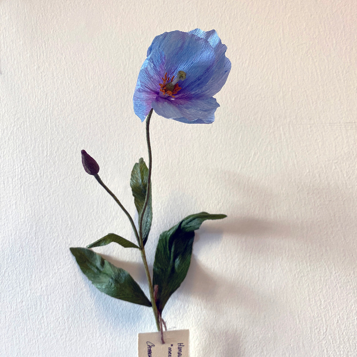 Himalayan Blue Poppy