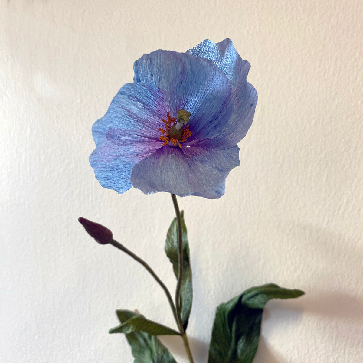 Himalayan Blue Poppy