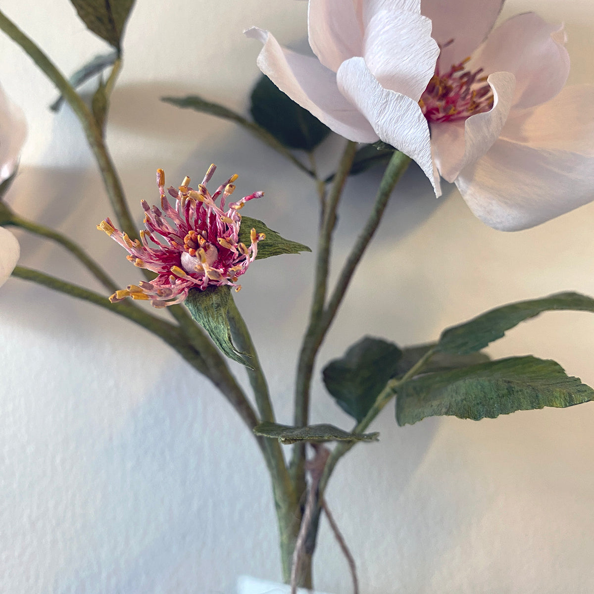 Jacqueline Du Pre Roses