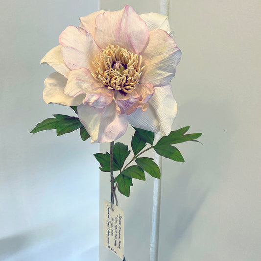 Savage Splendour Peony