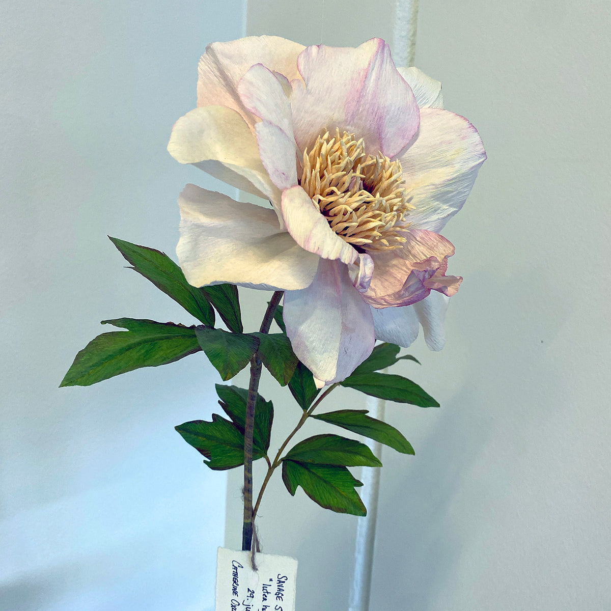 Savage Splendour Peony