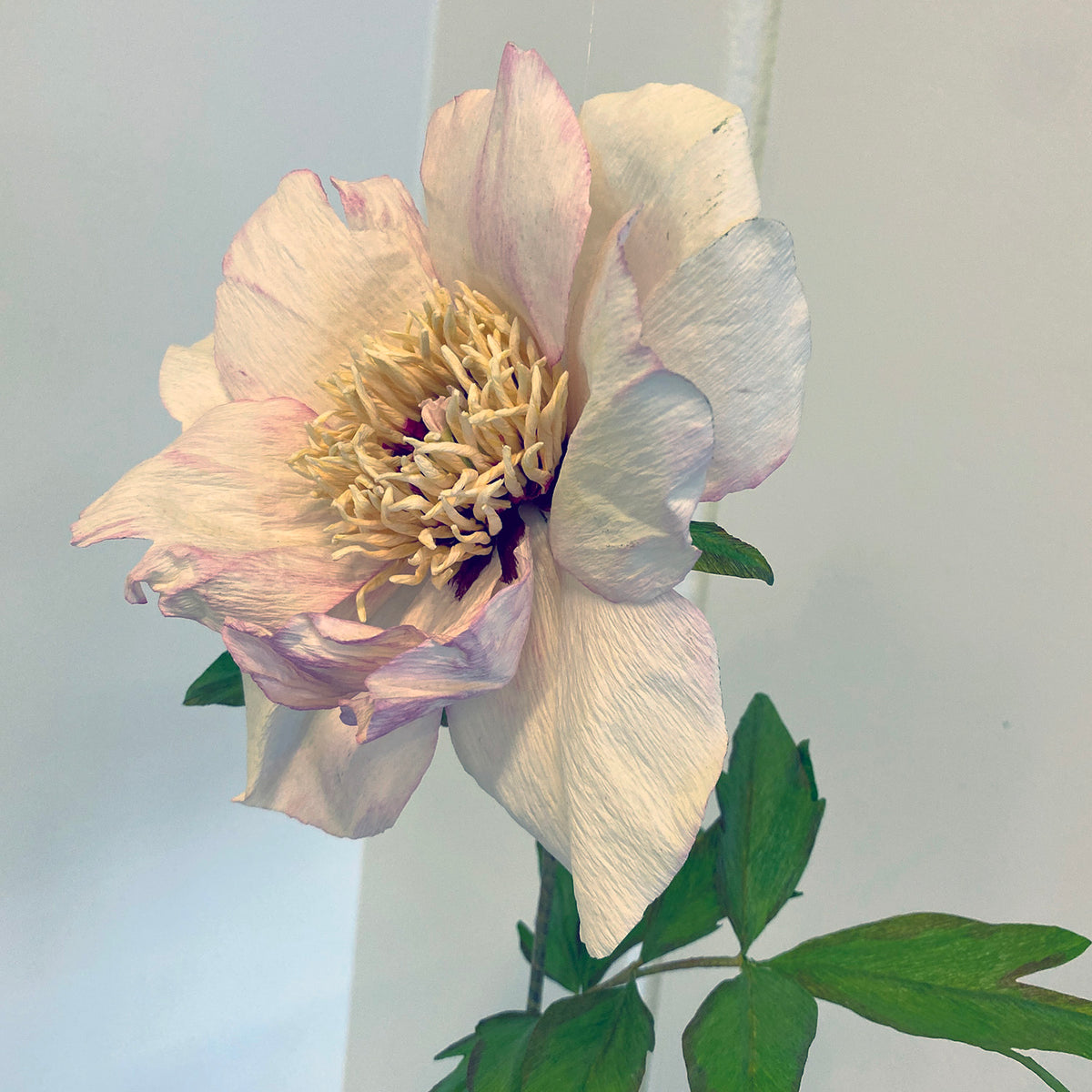 Savage Splendour Peony