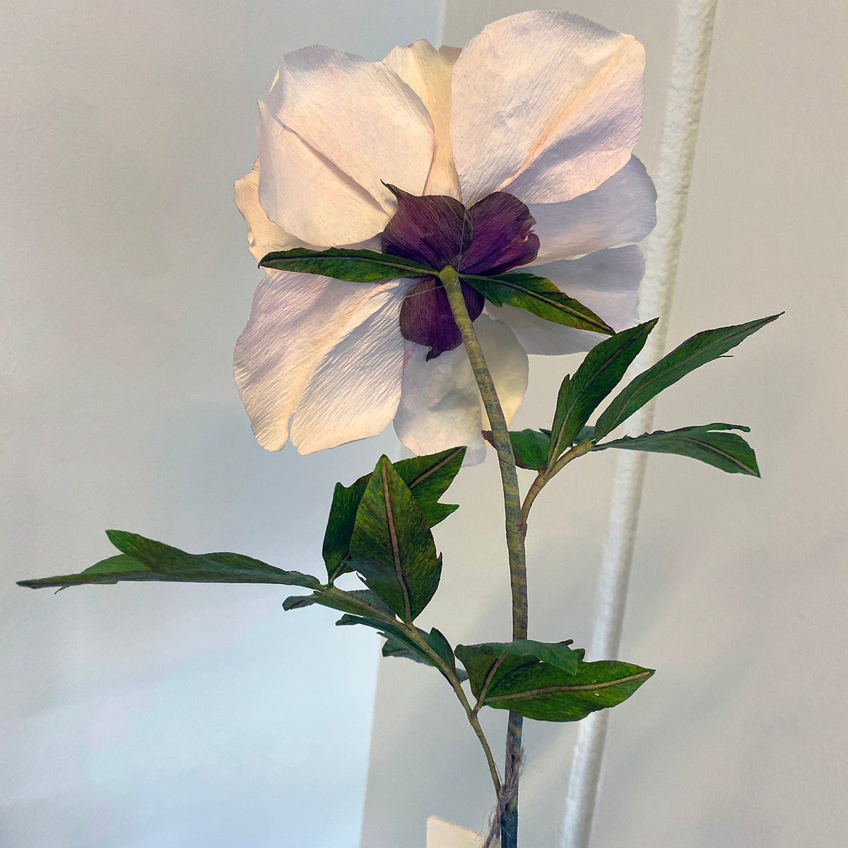 Savage Splendour Peony