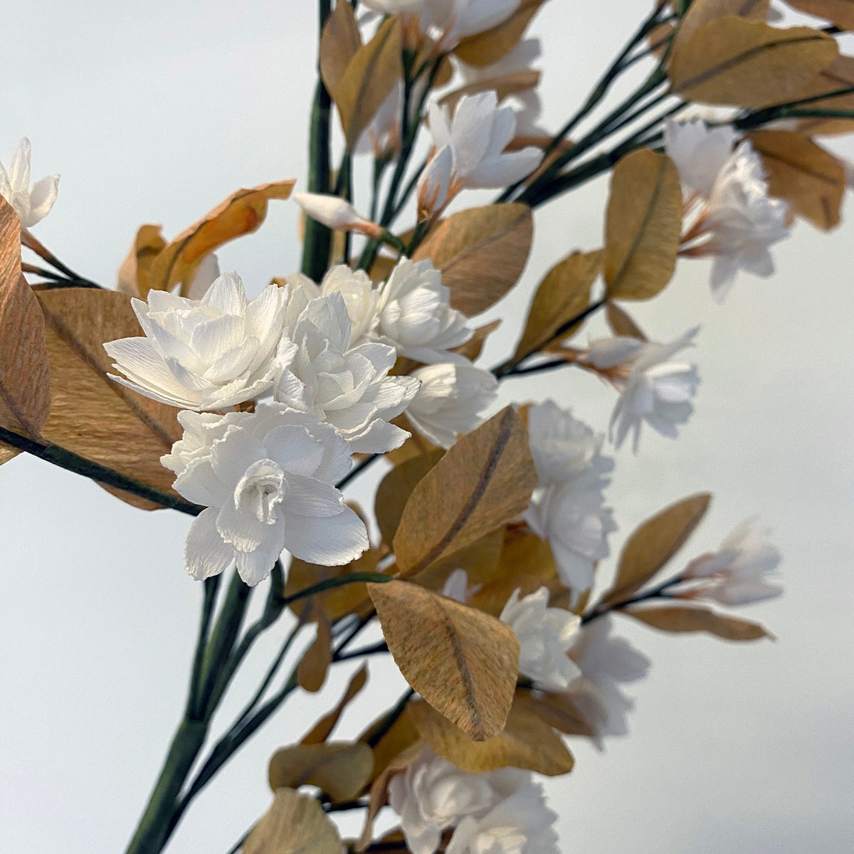 Arabian Jasmine