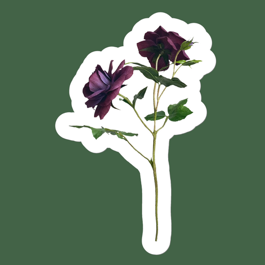 Iceberg Rose Sticker