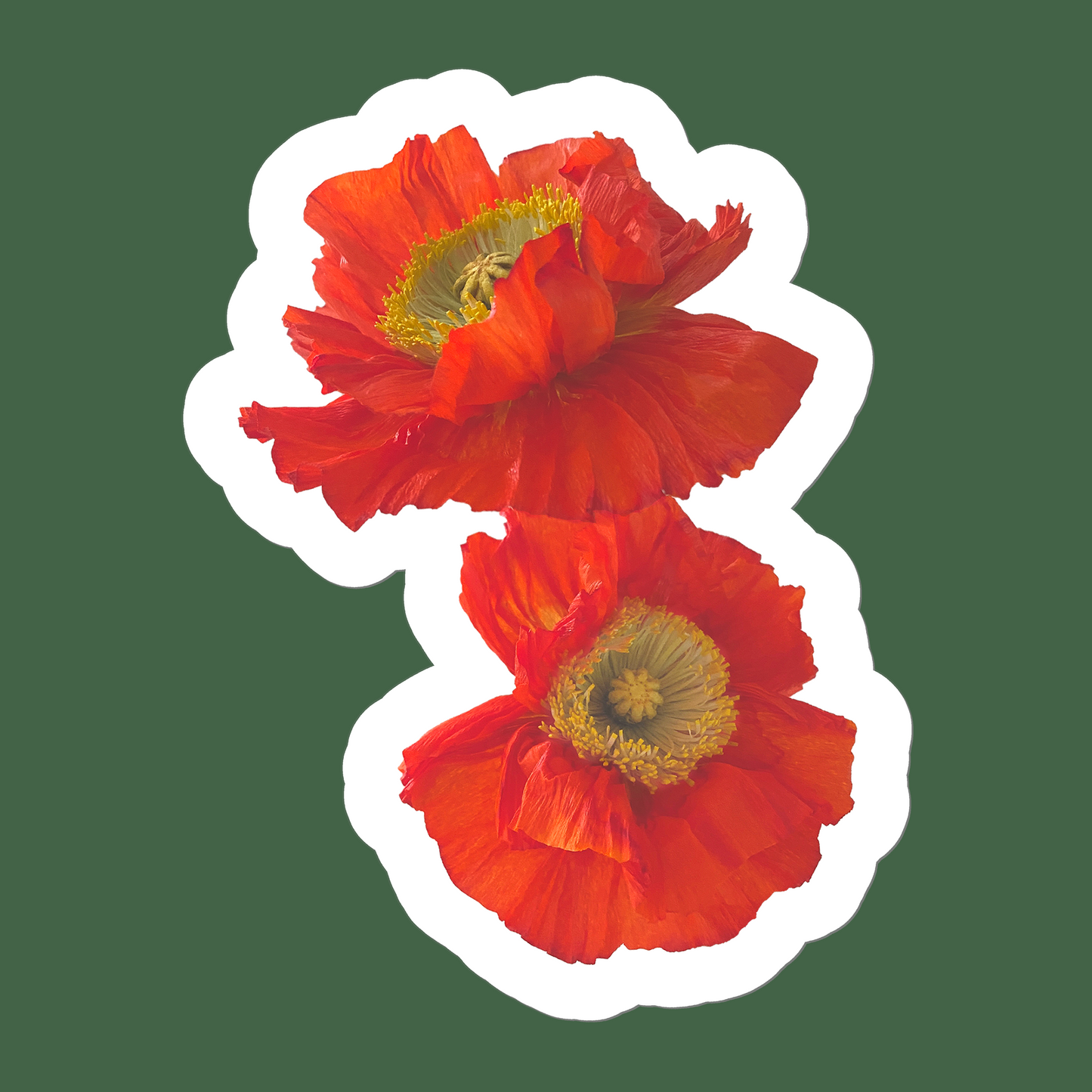 Icelandic Poppies Sticker