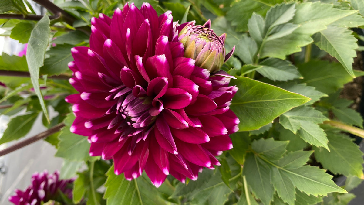 BOUQ Paper Flowers - Unfold The Artistry