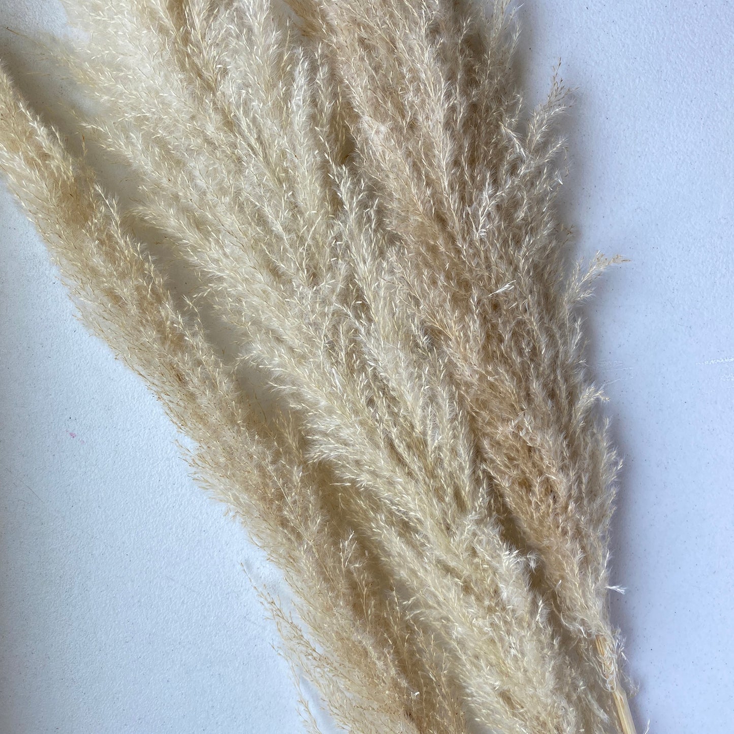 Pampas Grass