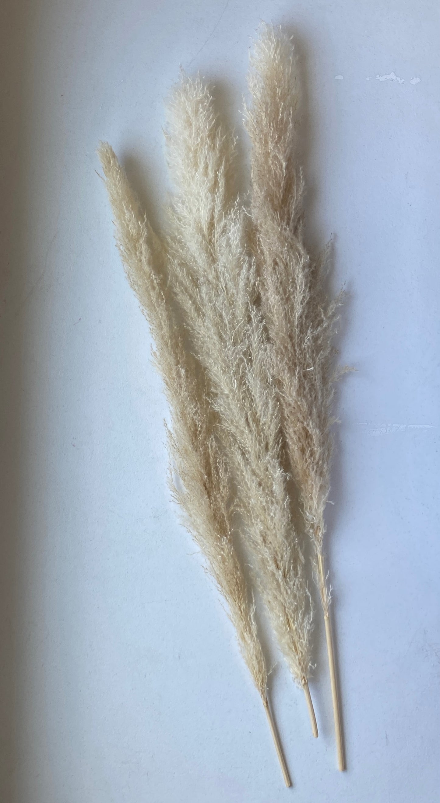 Pampas Grass