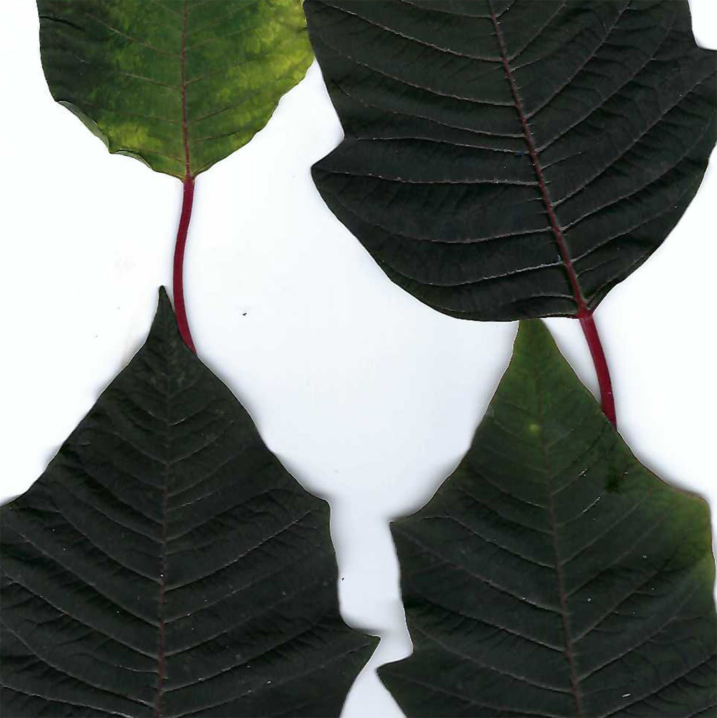 Poinsettia Foliage Scan