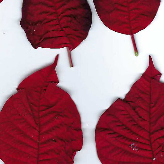 Poinsettia Sepal Scan