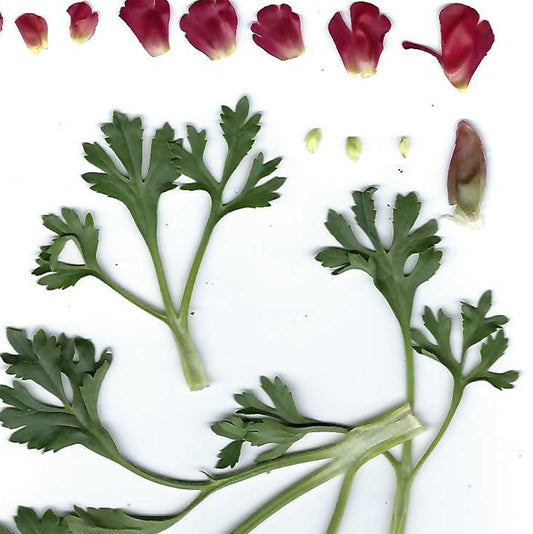 Ranunculus Flower & Foliage Scan