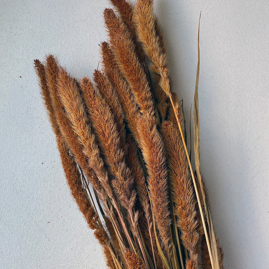 Setaria