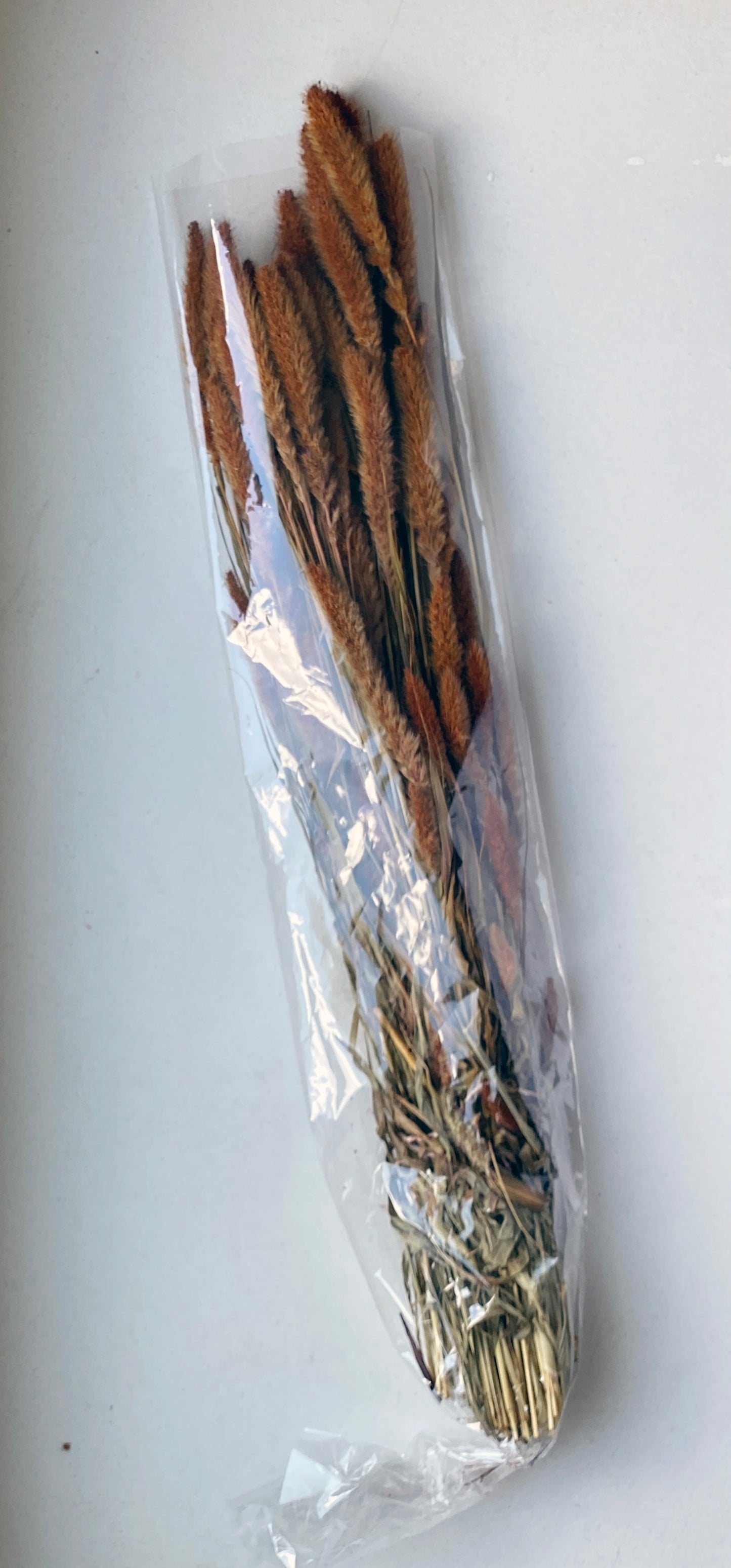 Setaria