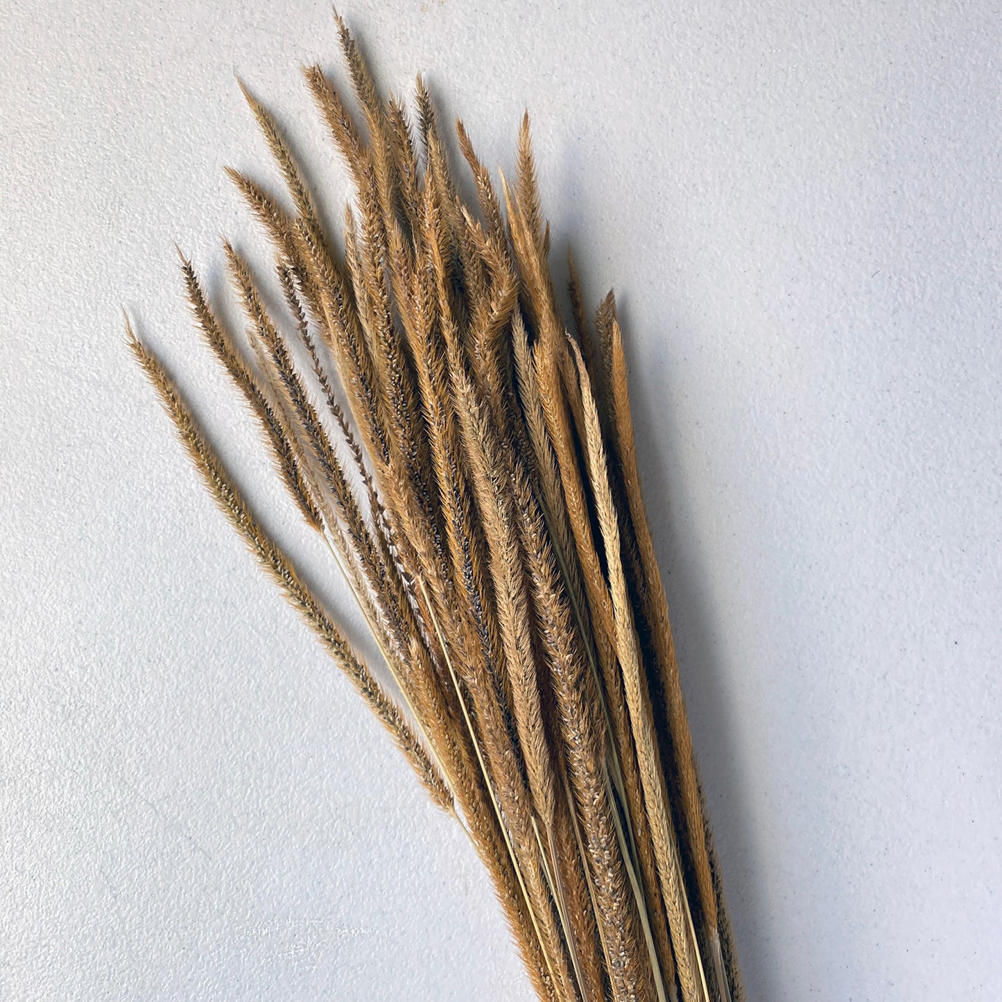 Timothy Grass