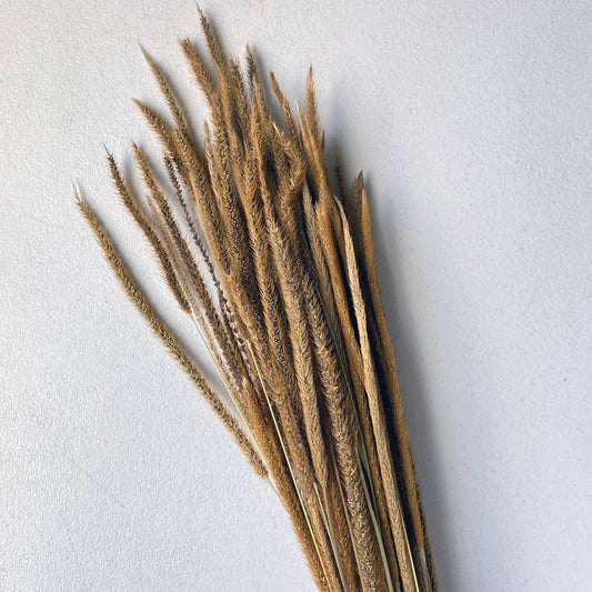 Timothy Grass