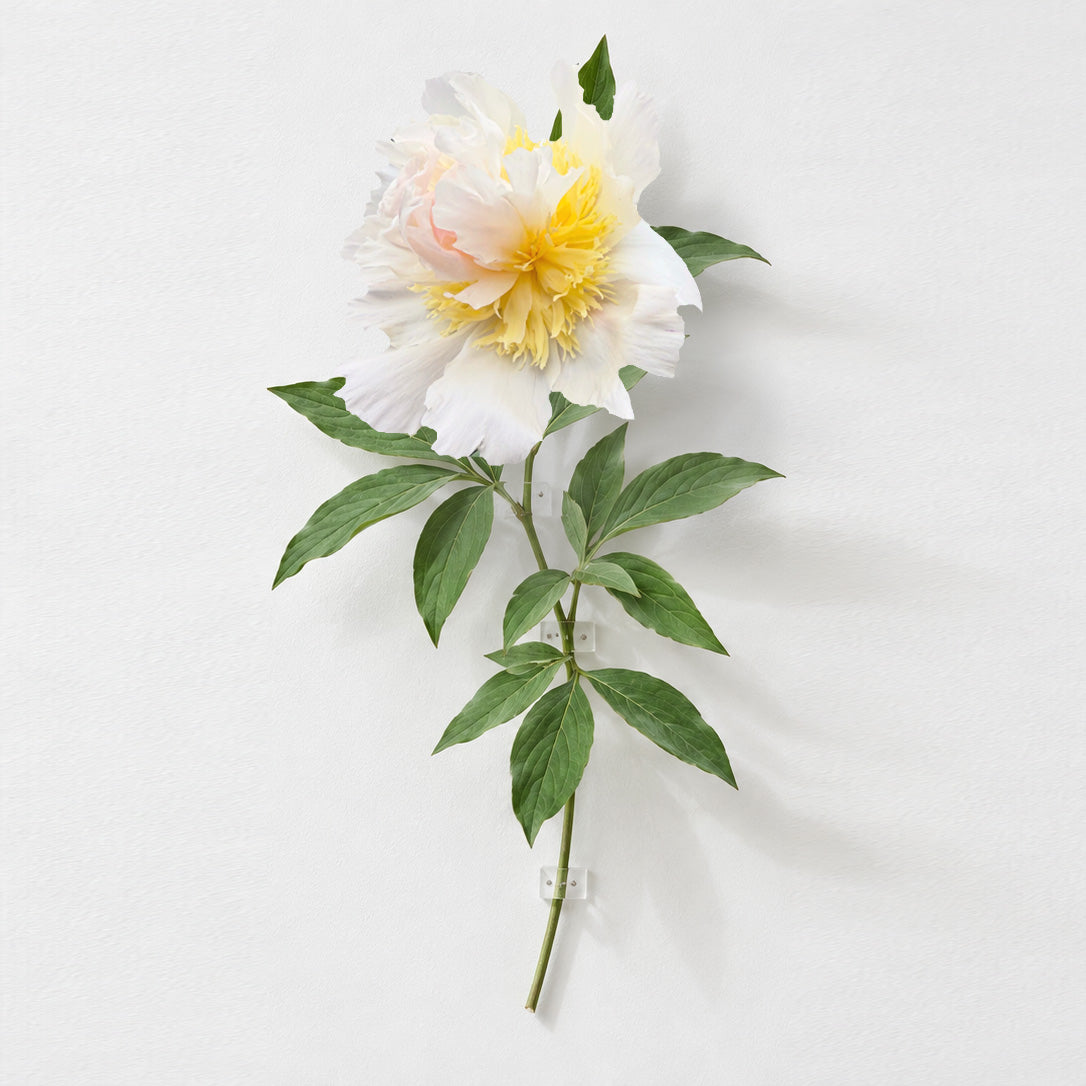 The "Top Brass" Peony Paper Flower Workshop - Museum of Applied Arts and Design, Garðabær, Iceland