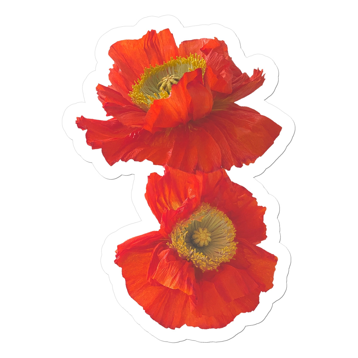 Icelandic Poppies Sticker