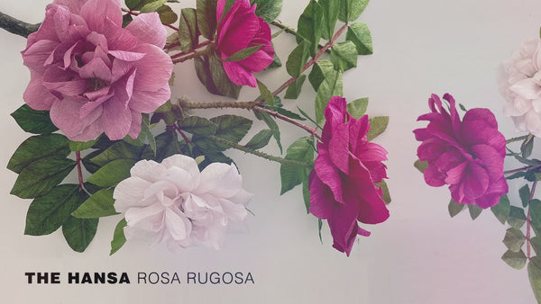 Hansa Rosa Rugosa Course – BOUQ Paper Flowers