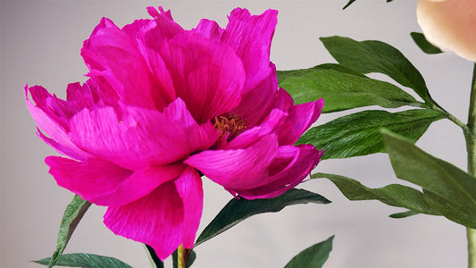 Fuchsia Tree Peony + Lush Peony Foliage Bundle