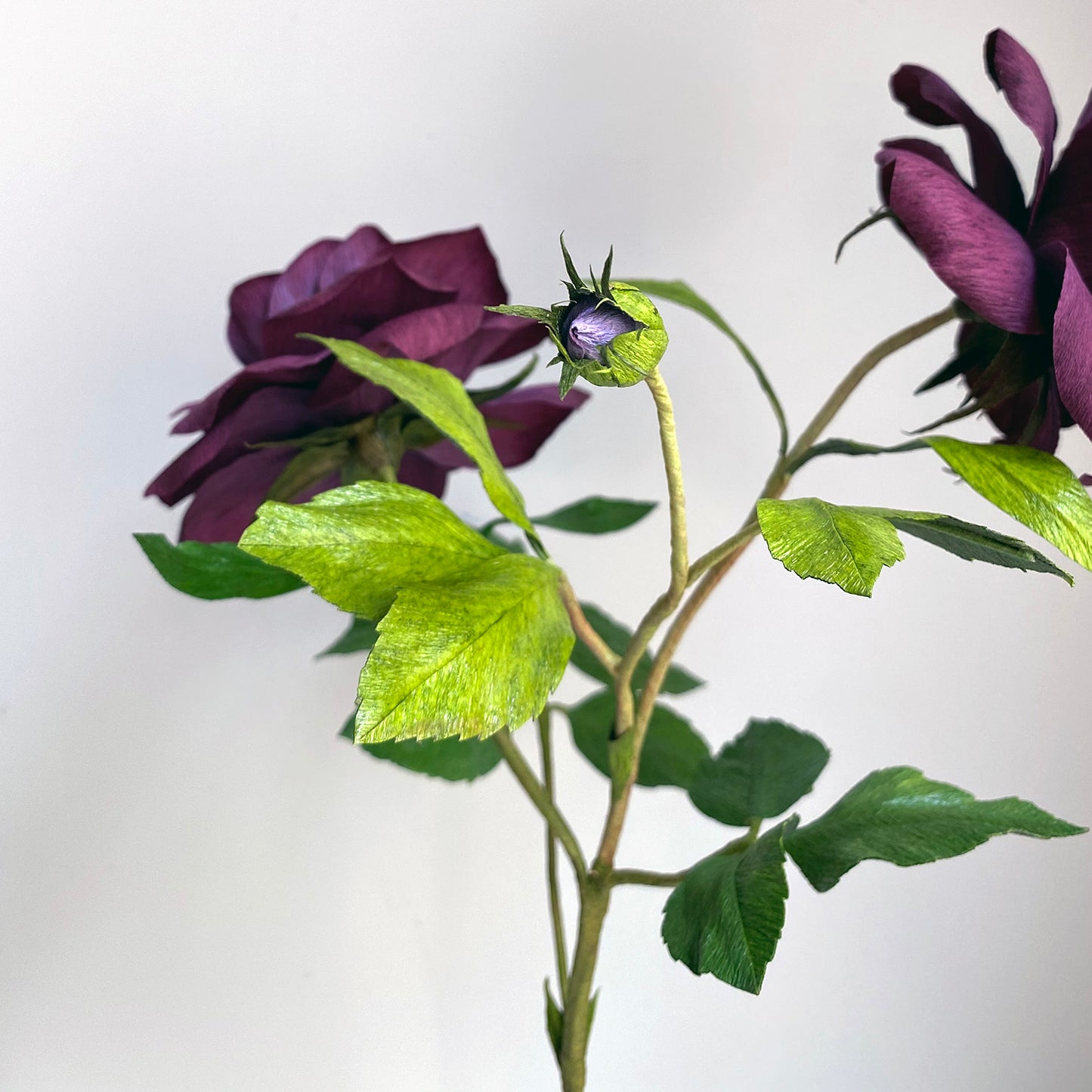 Burgundy Iceberg Roses