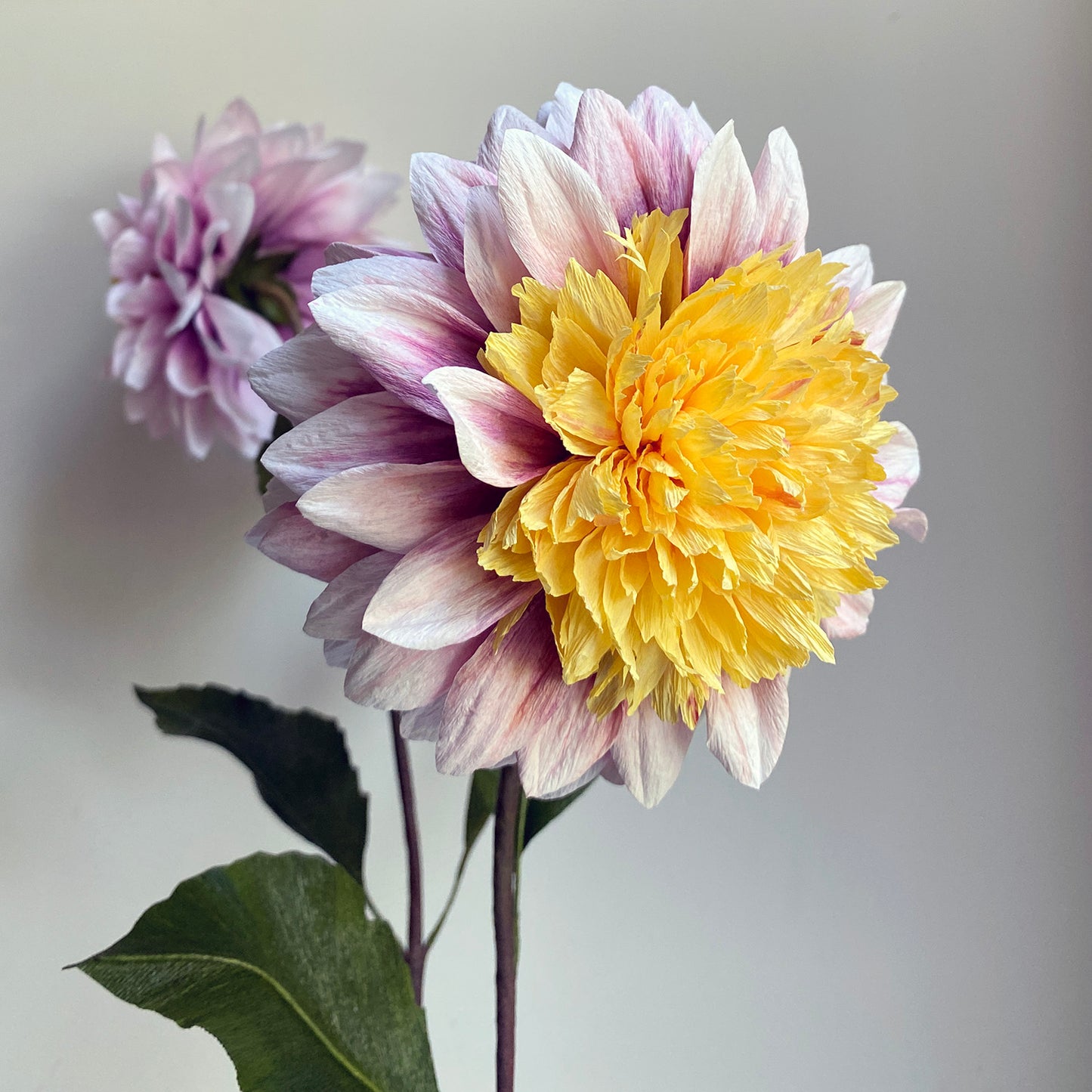 Dahlia Polka