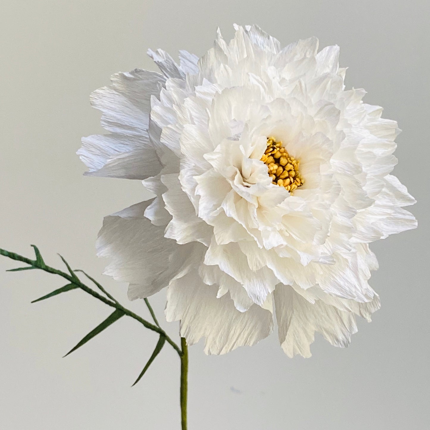 Cosmos Snow Puff