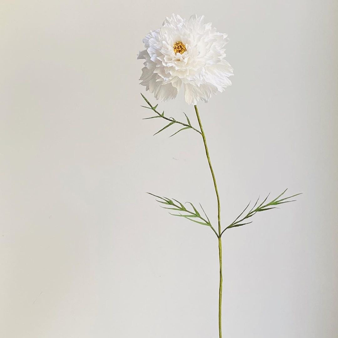 Cosmos Snow Puff