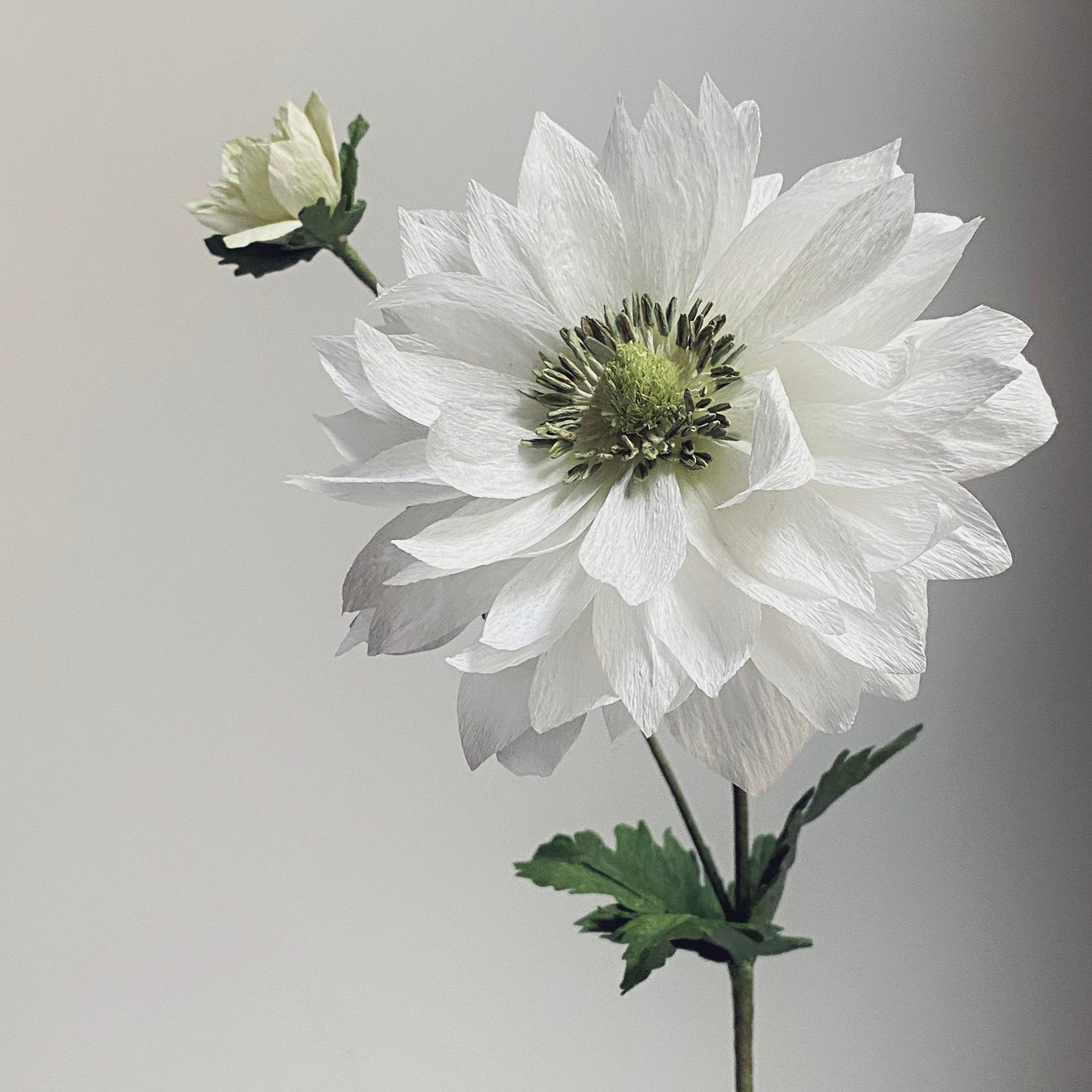 Anemone Giant Mount Everest