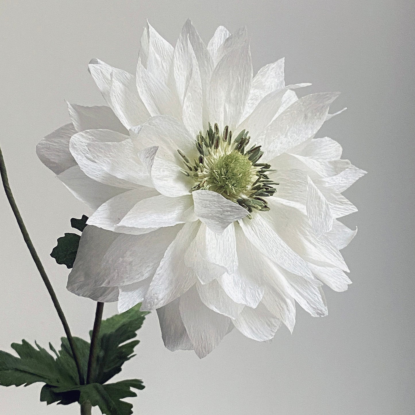 Anemone Giant Mount Everest