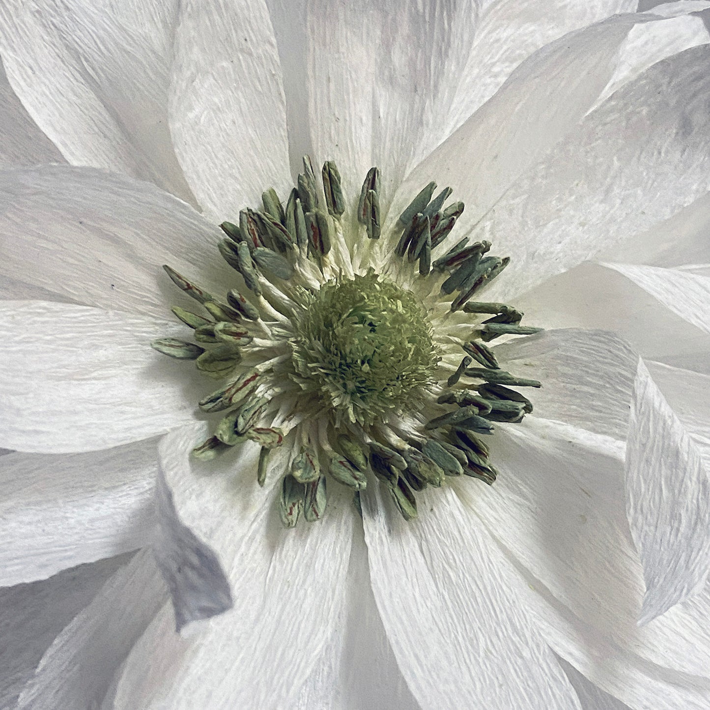 Anemone Giant Mount Everest