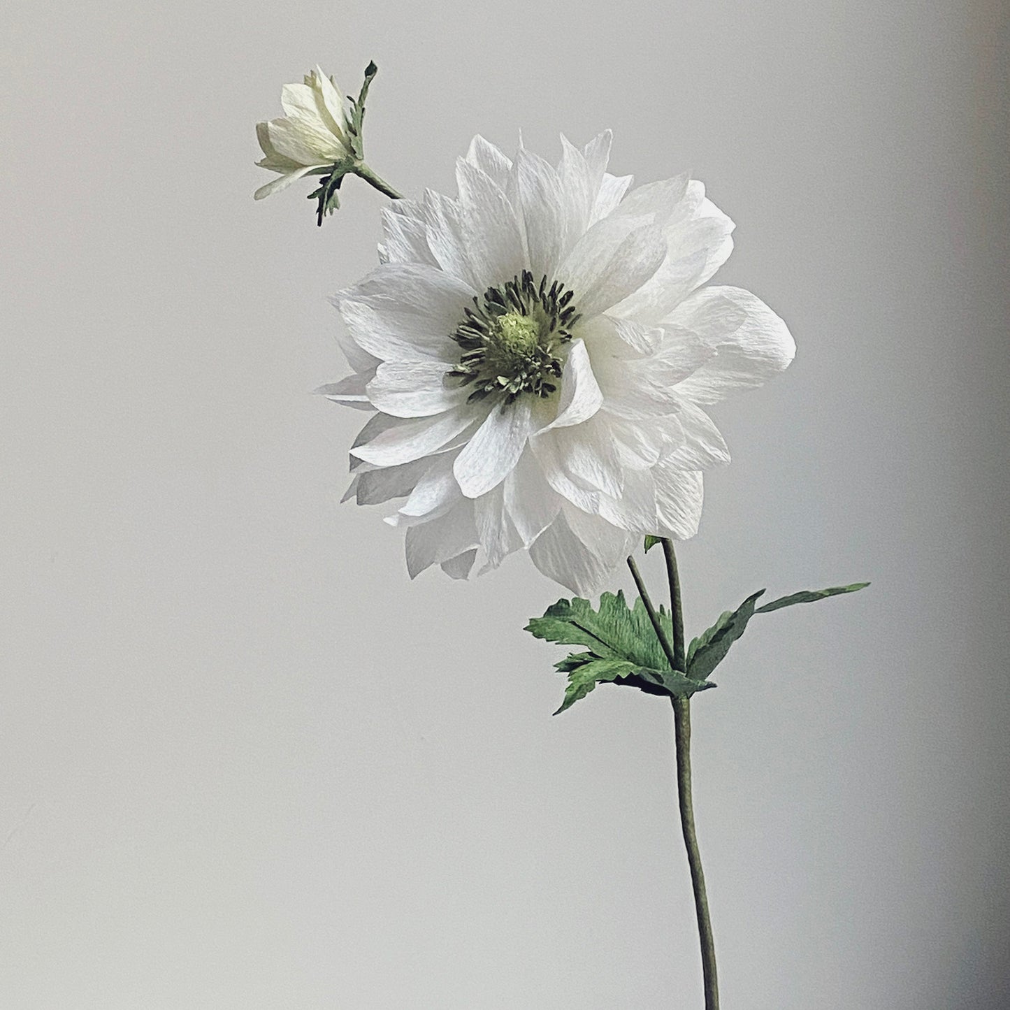 Anemone Giant Mount Everest