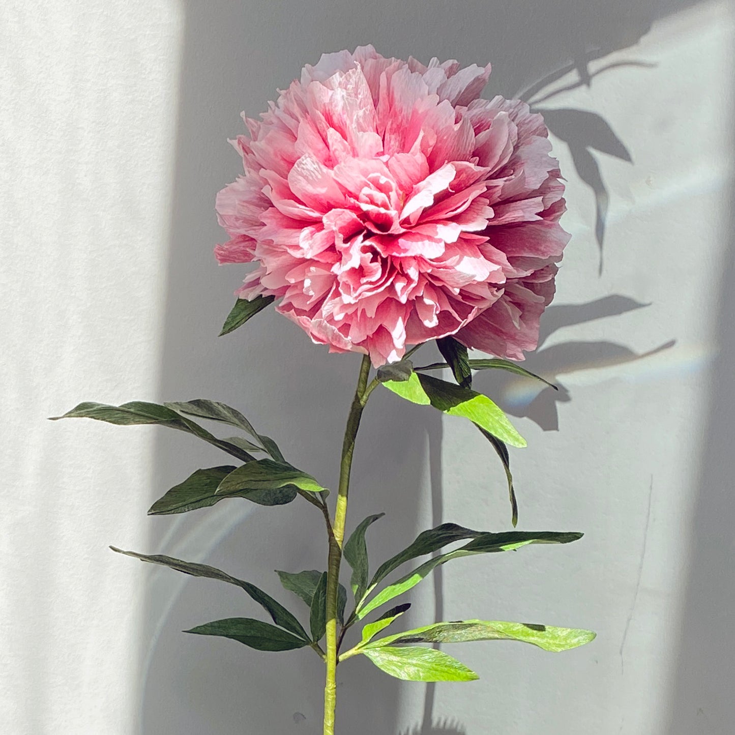 Gweneth Peony