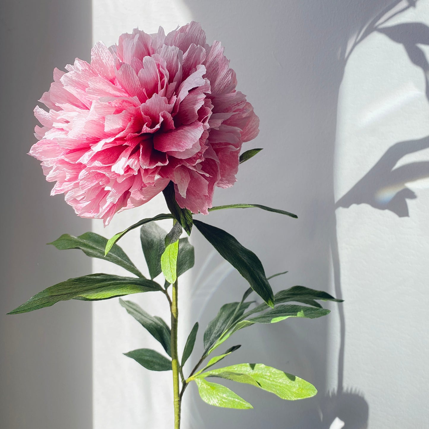 Gweneth Peony