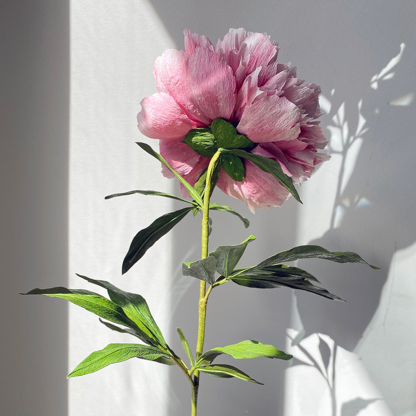 Gweneth Peony