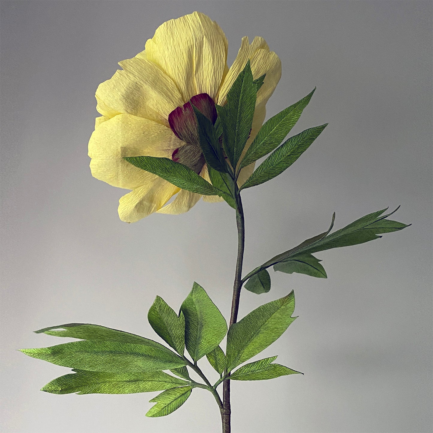 Bartzella Itoh Peony