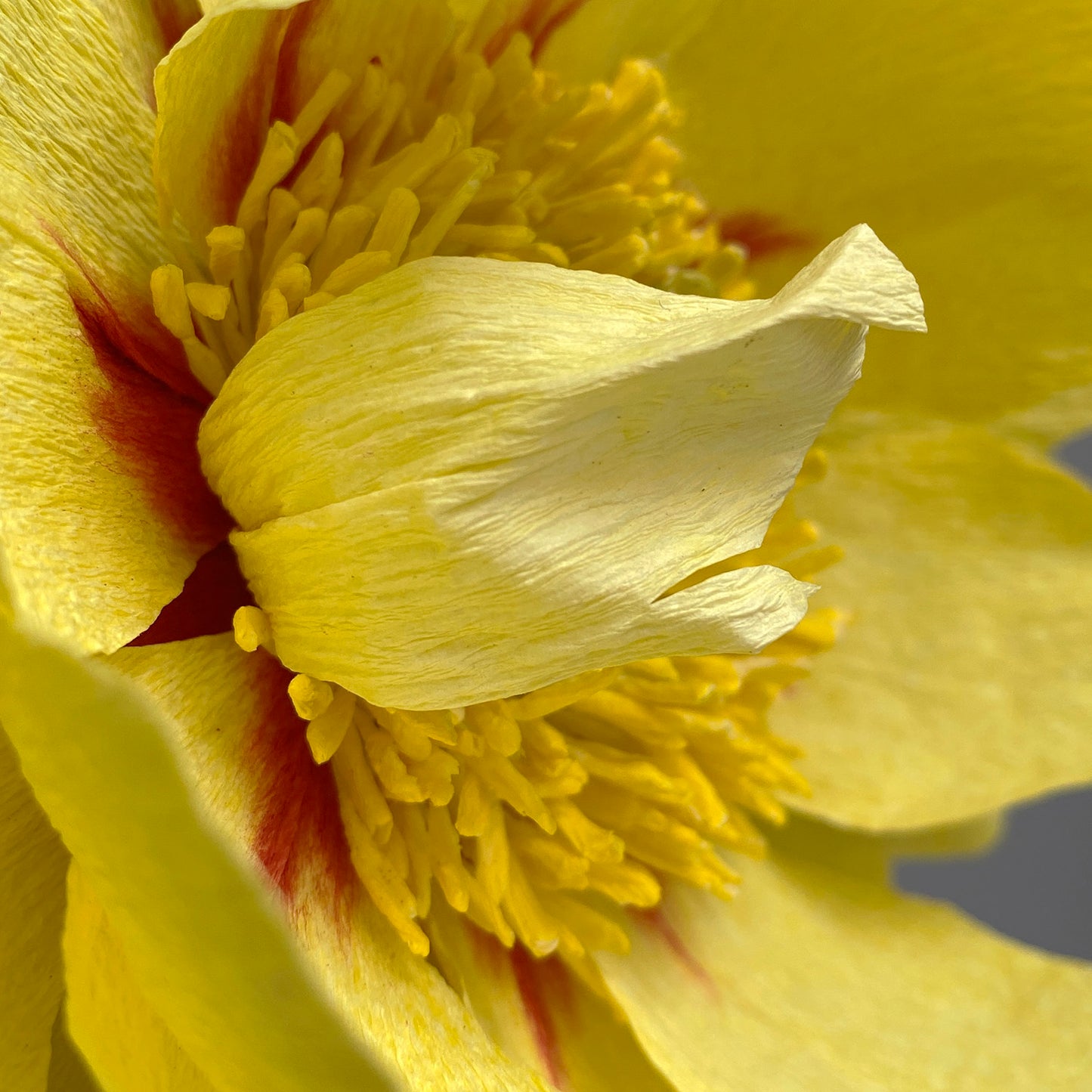 Bartzella Itoh Peony