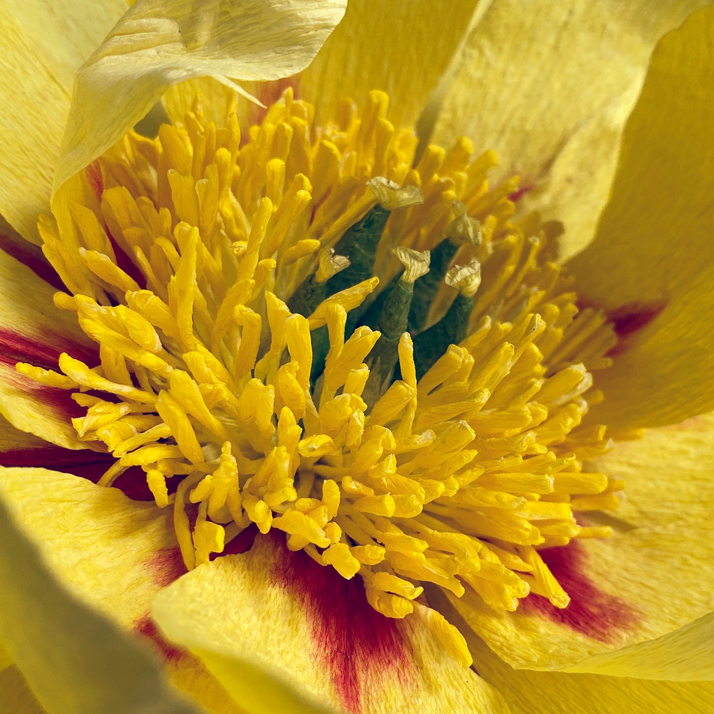 Bartzella Itoh Peony