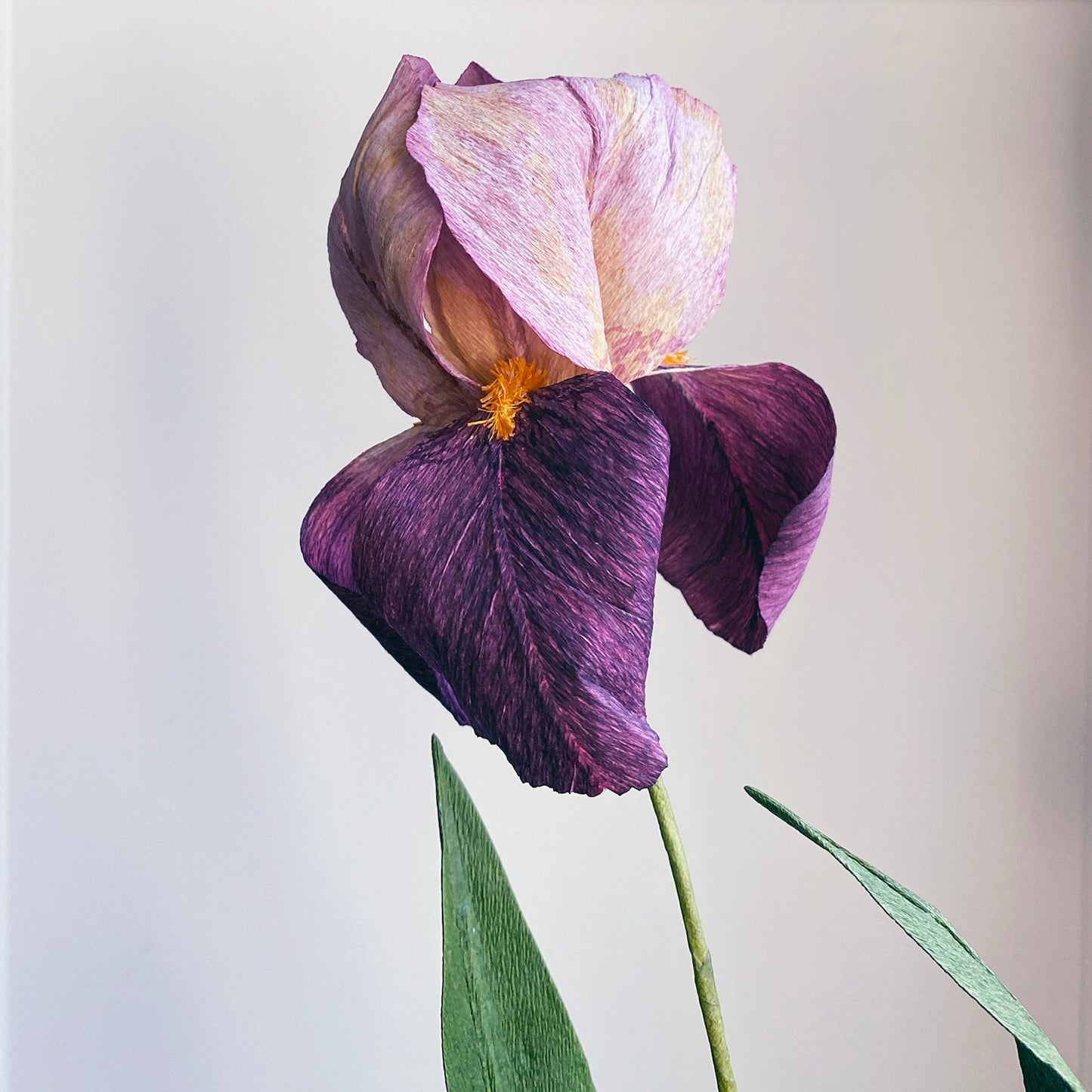 Bearded Iris