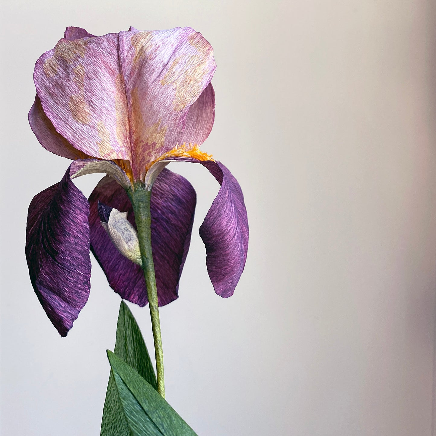 Bearded Iris