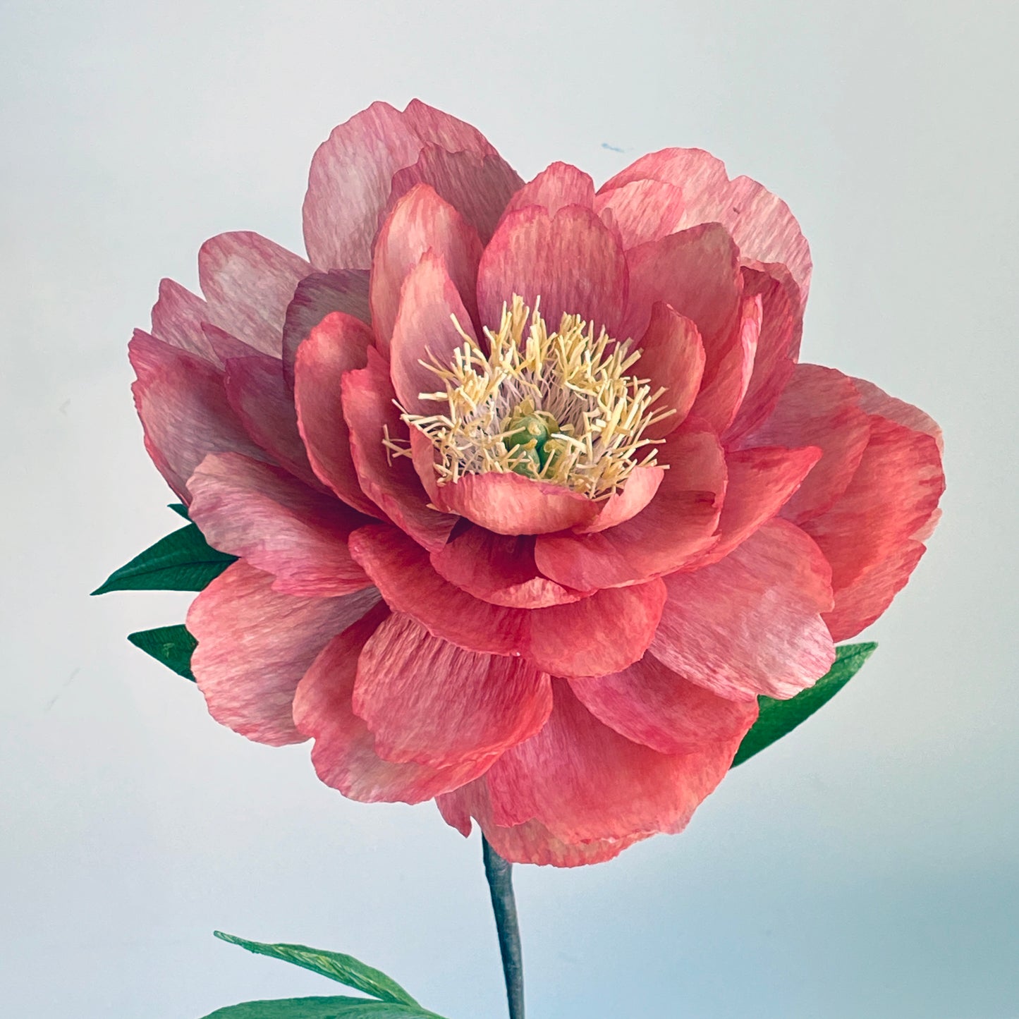 Peony Julia Rose