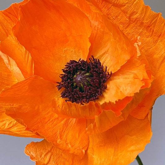 Harvest Moon Oriental Poppy