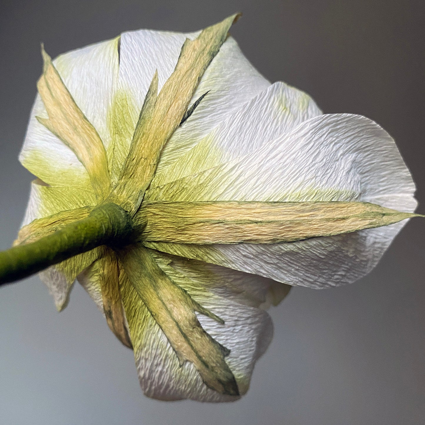 Exotic Emperor Tulip