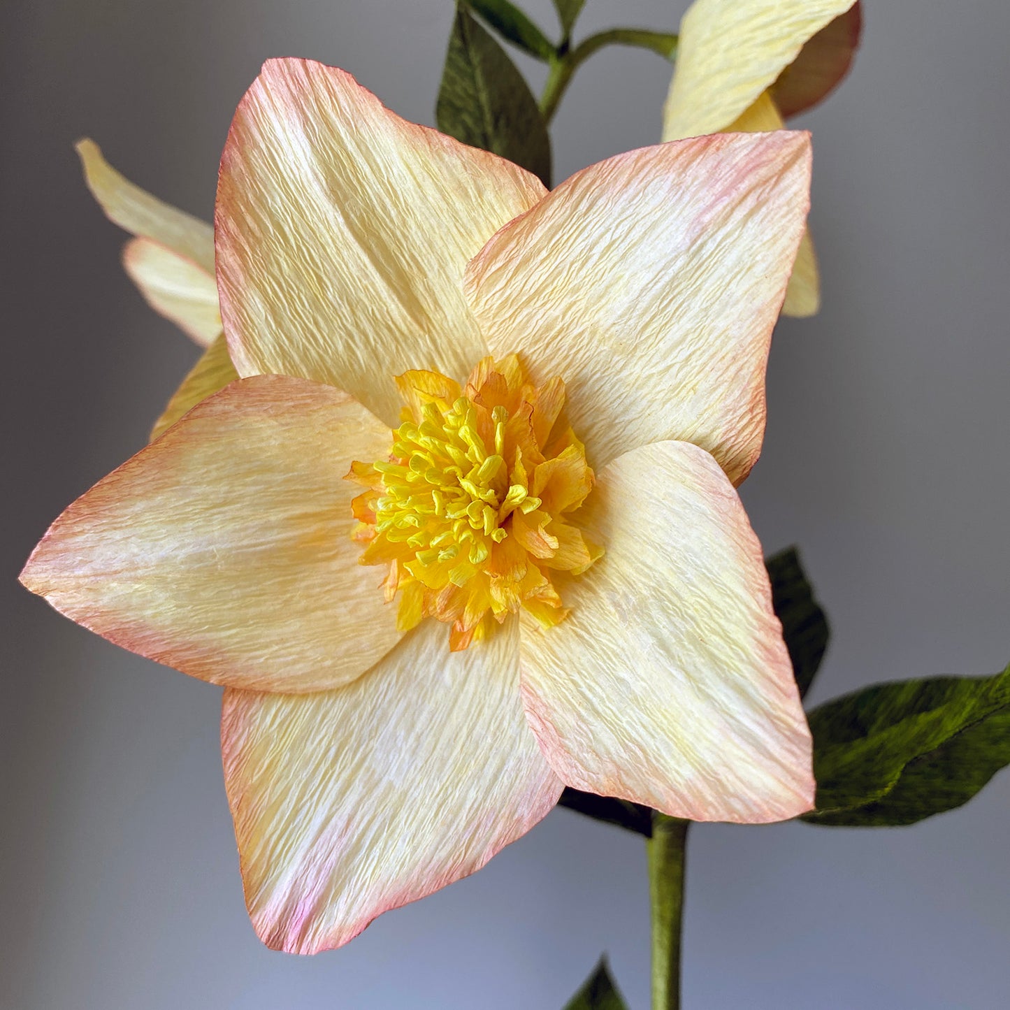 Dagurinn Hellebore