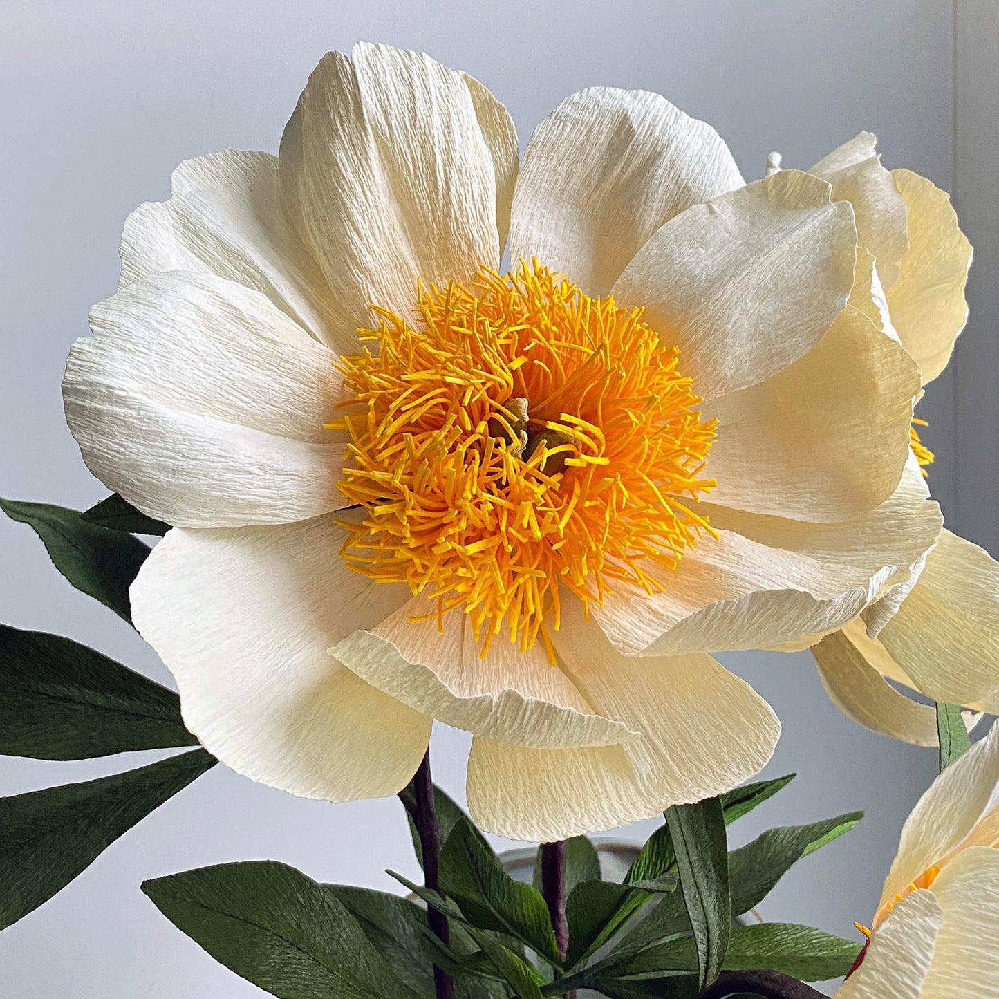 Claire De Lune Peony